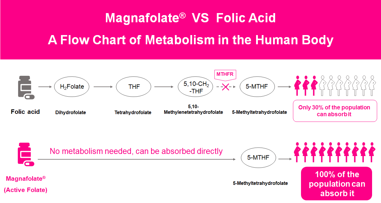 Um fluxograma do metabolismo no corpo humano, folato ativo versus ácido fólico