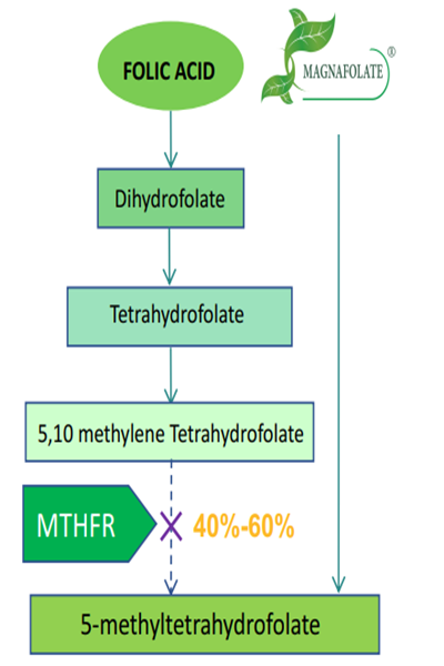 Por que é necessário usar folato ativo L-5-MTHF Ca em vez de ácido fólico?