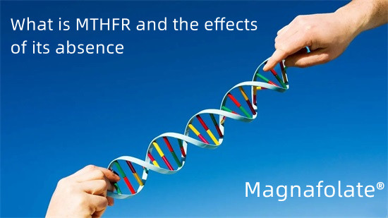 O que é MTHFR e os efeitos da sua ausência