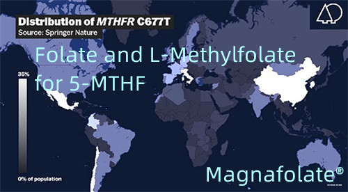 Folato e L-Metilfolato para 5-MTHF