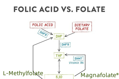 Resumo de folato e L-metilfolato