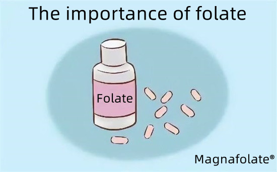 A importância do folato-Magnafolato