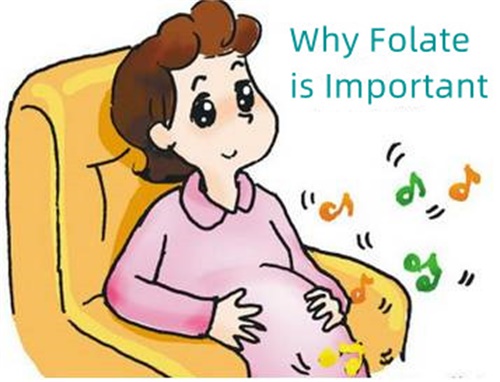Por que o folato é importante?