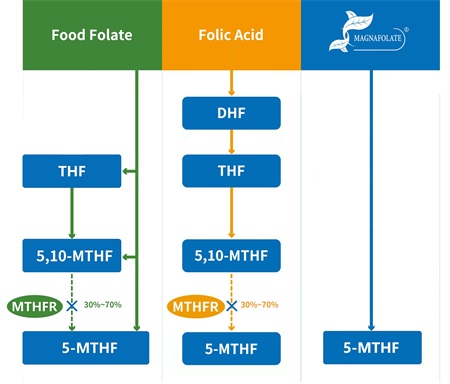 O que é 5-metiltetrahidrofolato?