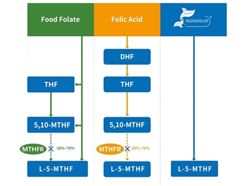 Classificação do folato e perfil de atividade do 5-metiltetrahidrofolato